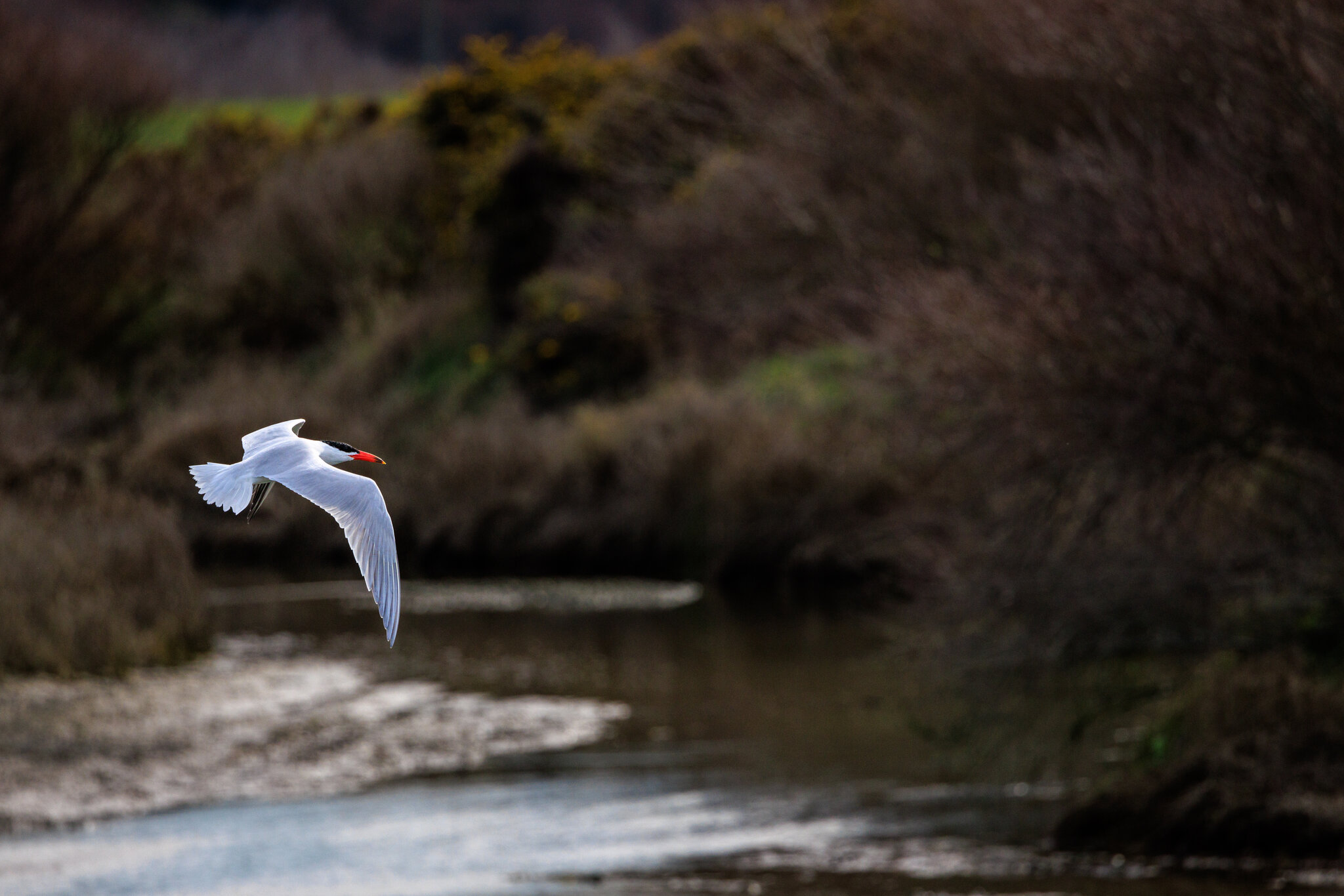 Caspian tern, Taranui -  Hydroprogne caspia