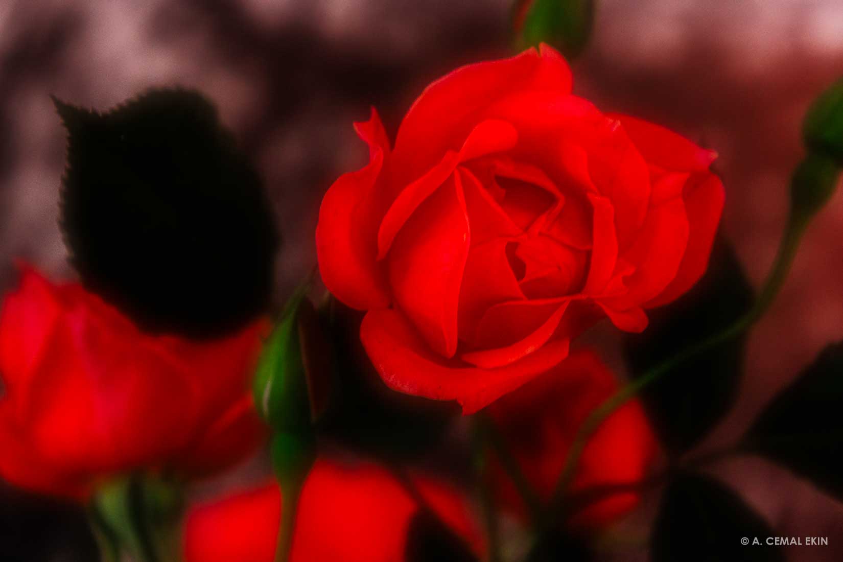 105A7024-2.jpg