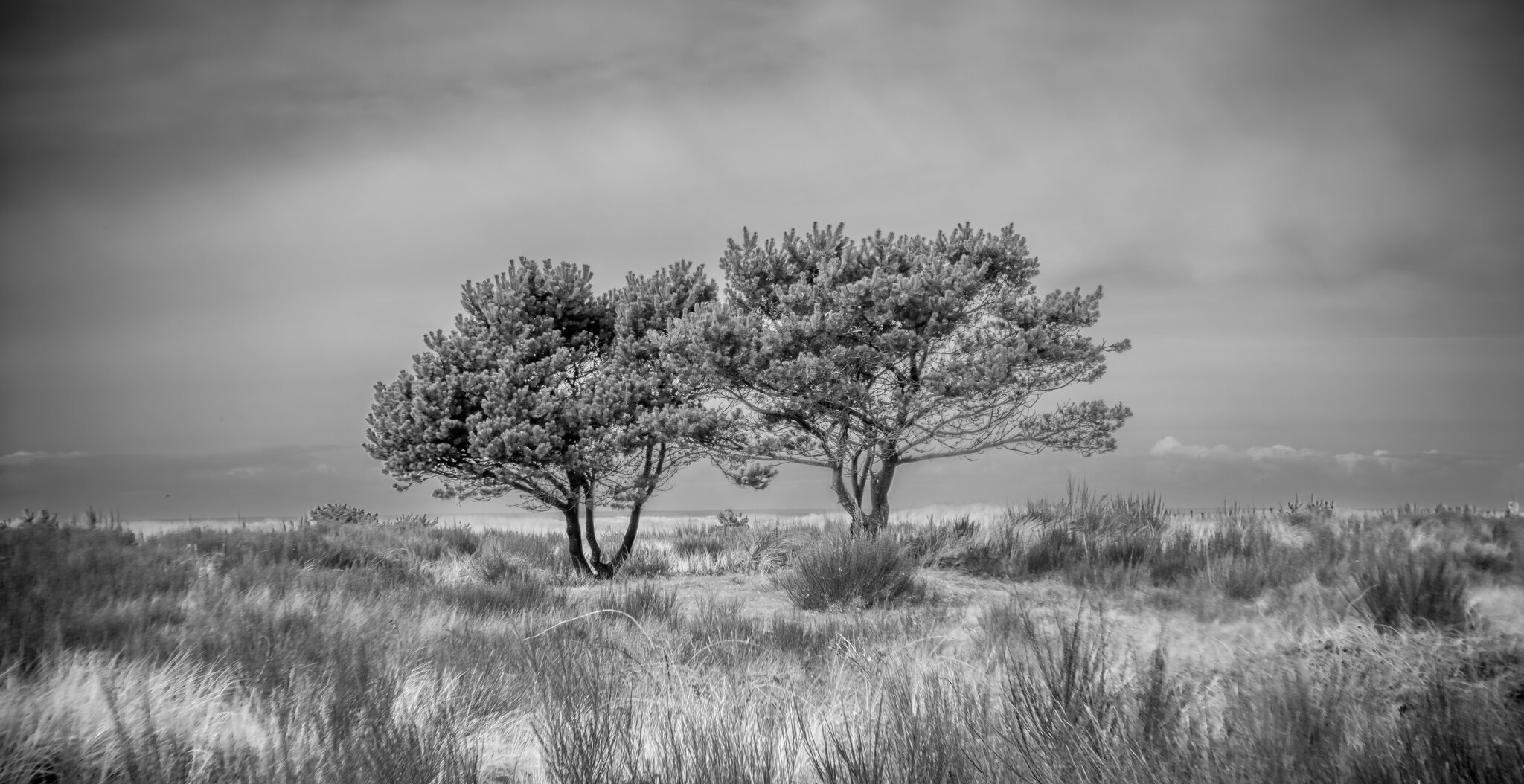 15H-4P9A9212-Pano.jpg