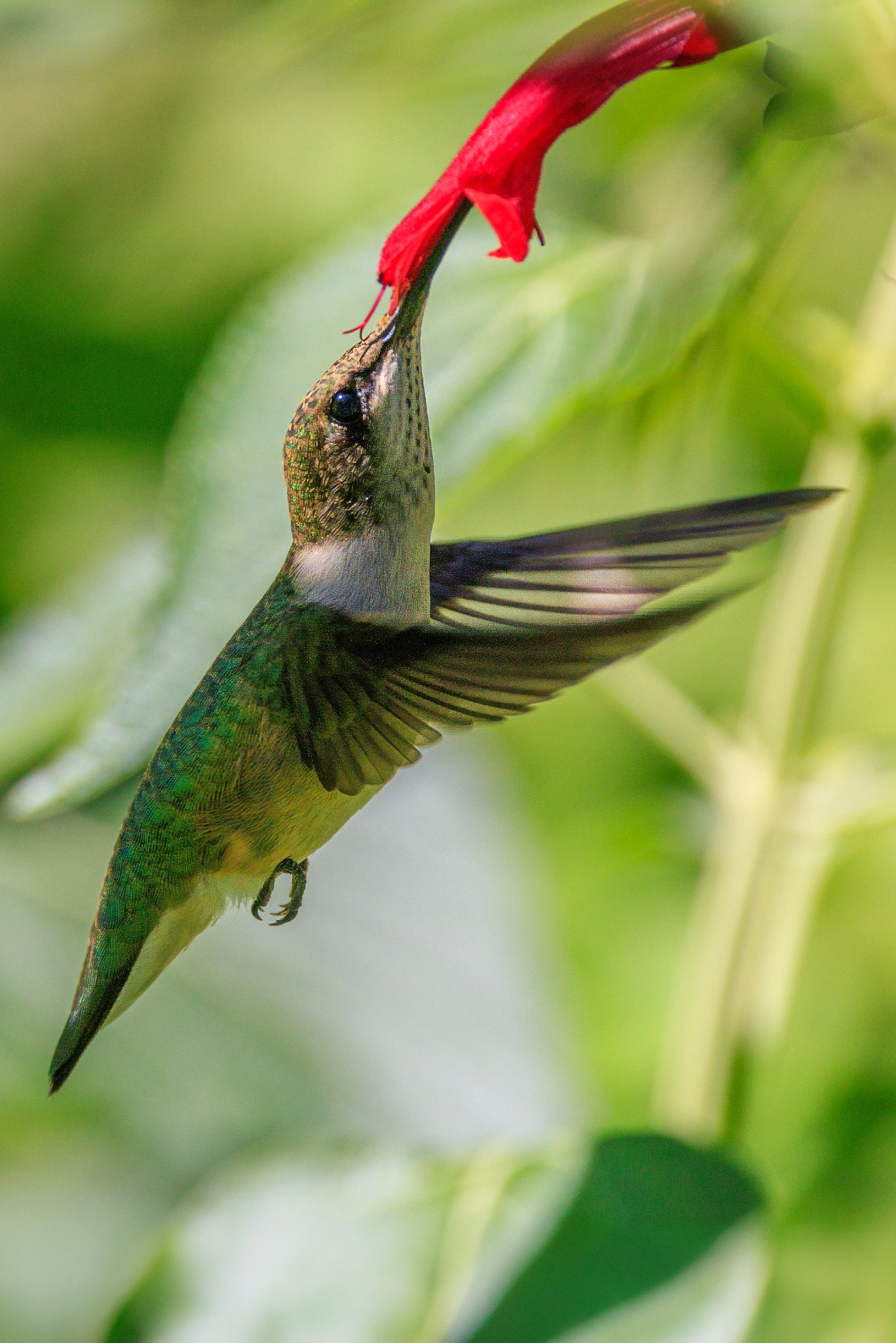 1L6A0253 ruby-throated hummingbird.jpg