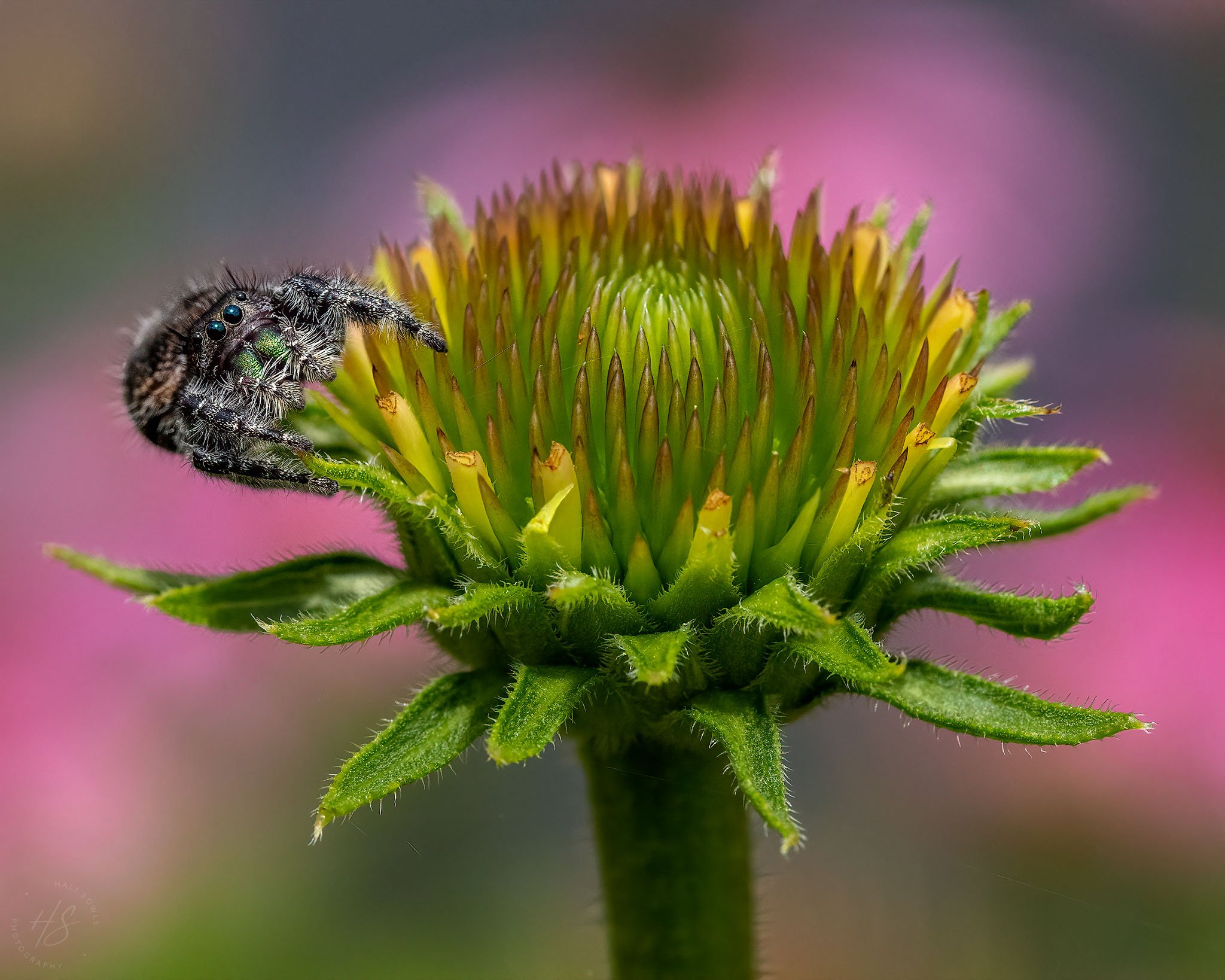 2021_07_10_Garden_Insects-10229-Edit2048.jpg