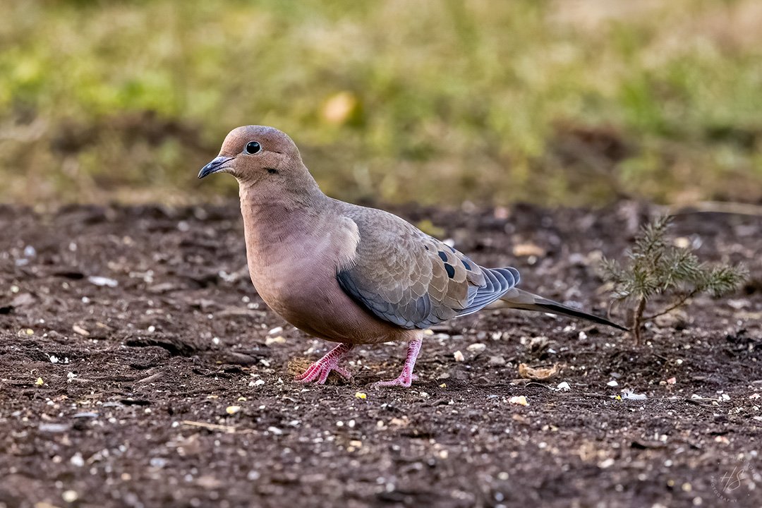 2021_12_10_Backyard_Birds-10011-denoise-raw-Edit1080.jpg