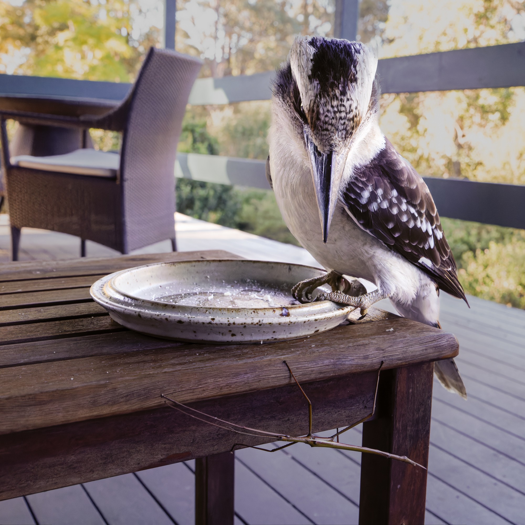 Kookaburra