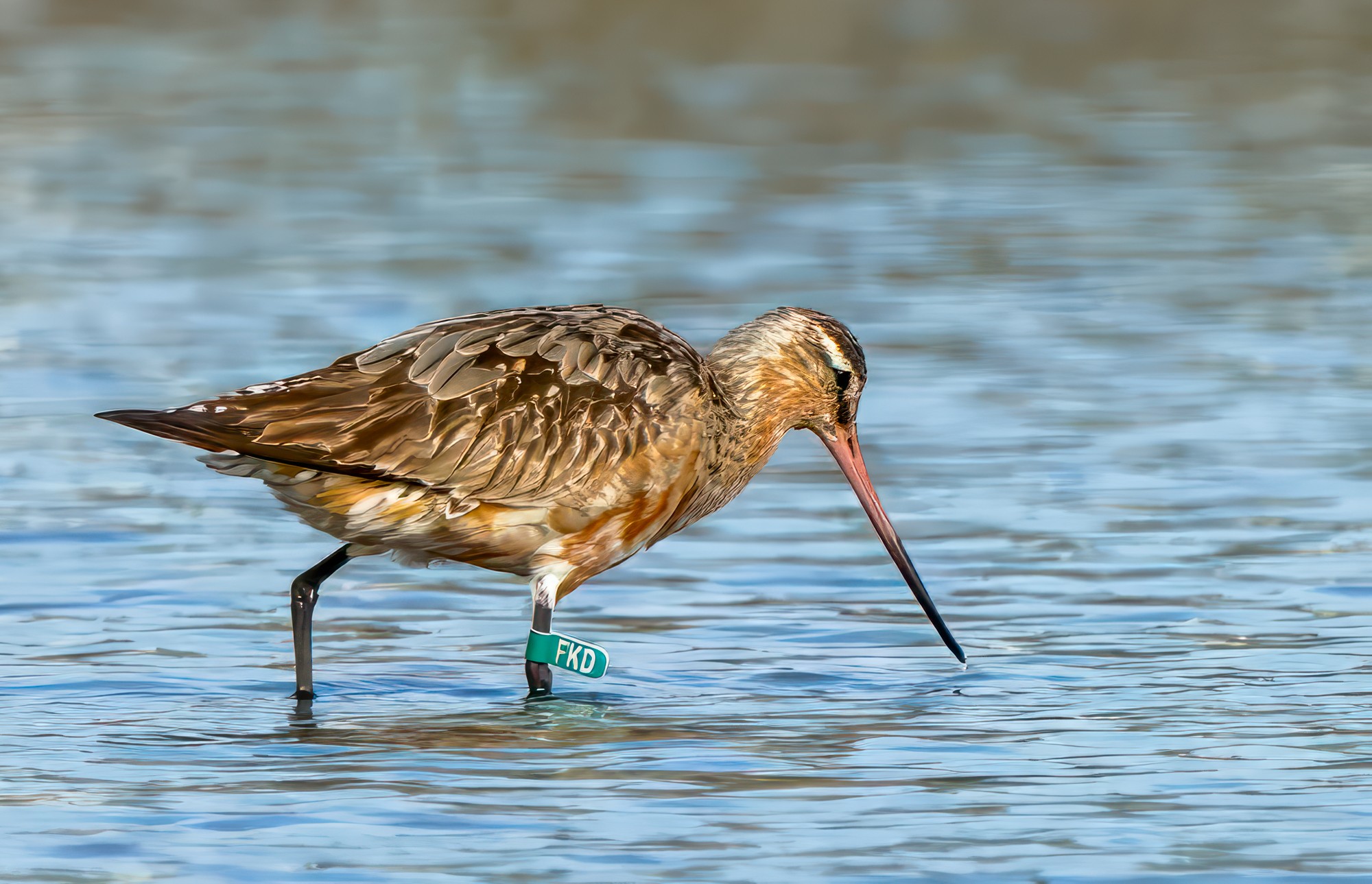 Bar-tailed Godwit : Moreton Bay, Queensland