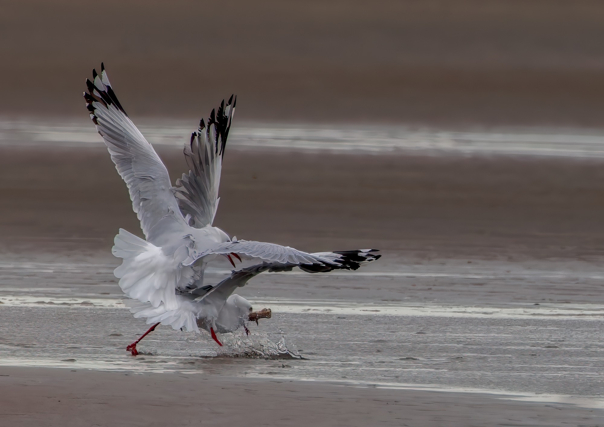 Silver Gulls : Moreton Bay, Queensland