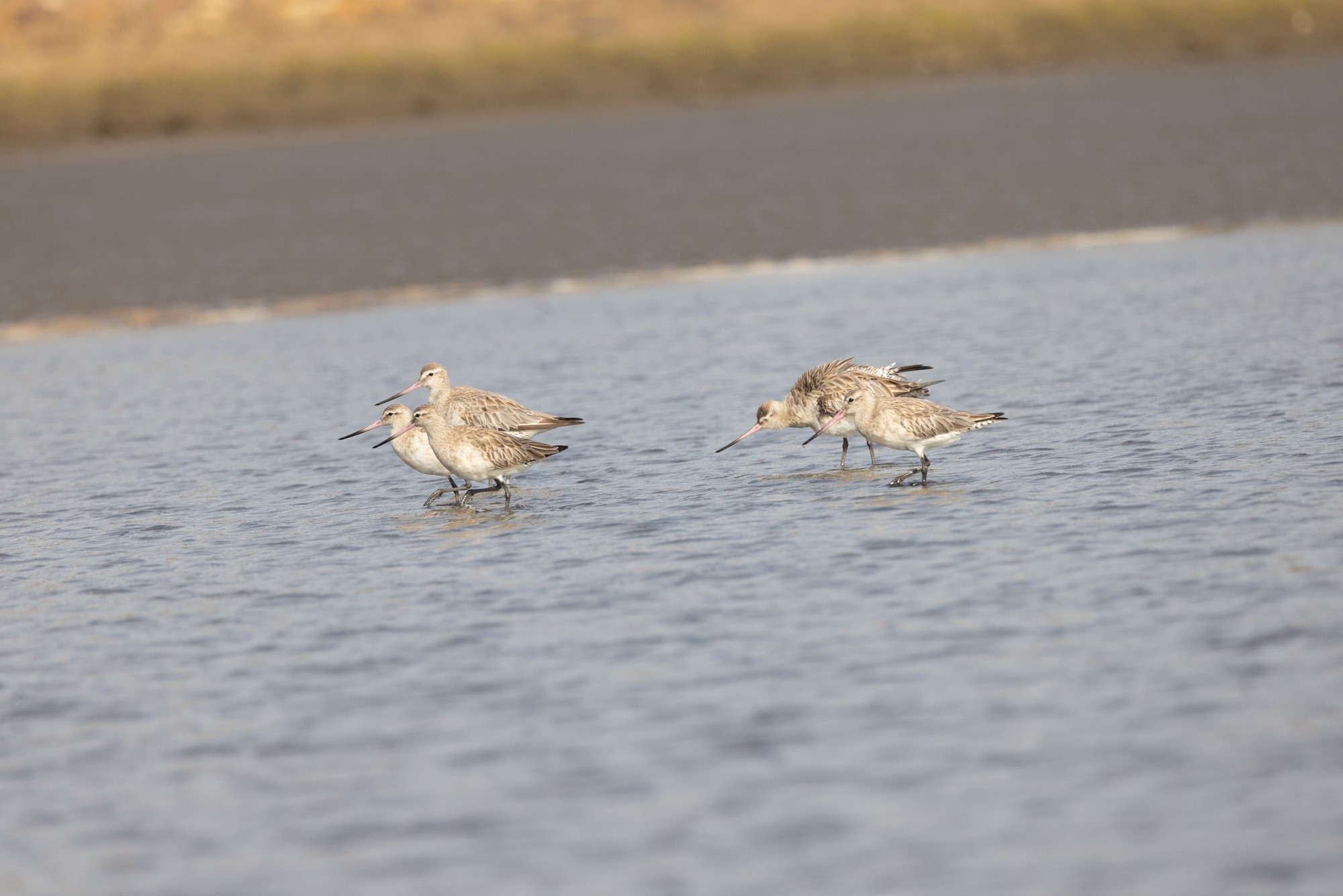 Bar-tailed Godwits : Moreton Bay, Queensland