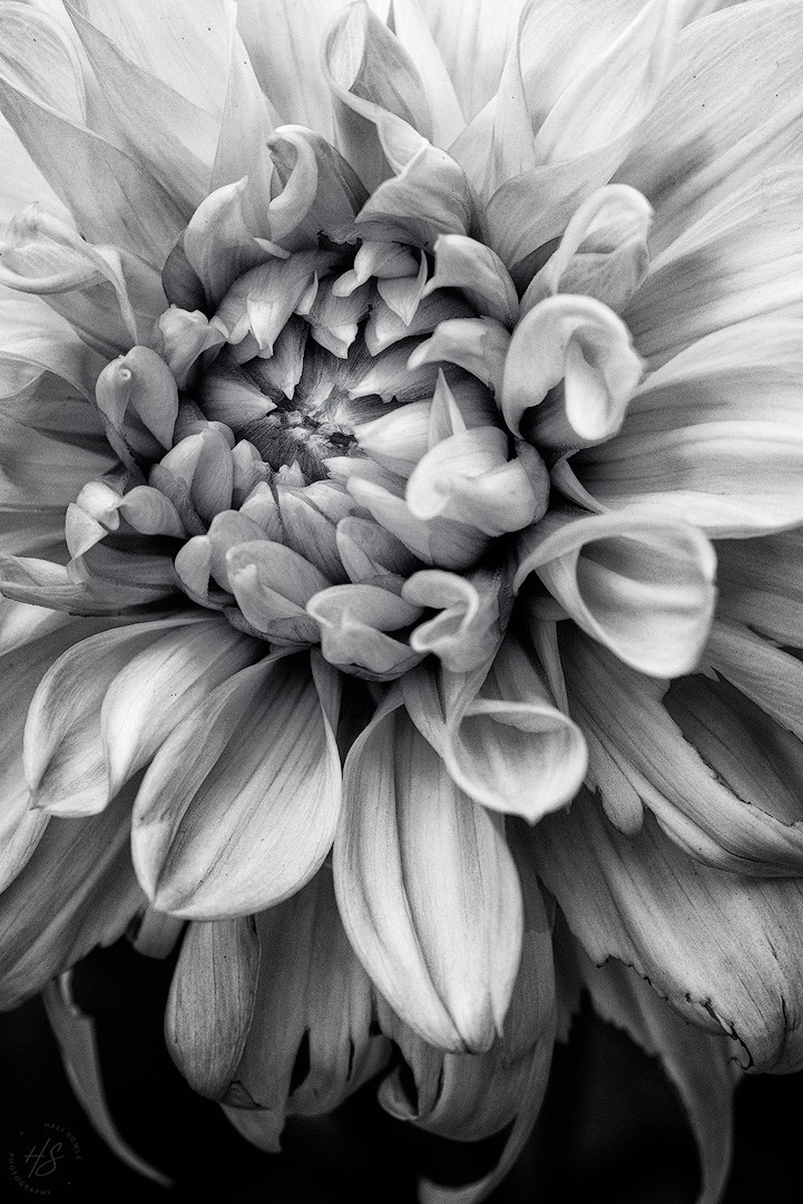 2023_10_27_Dahlias-10054-BW-Edit1080.jpg