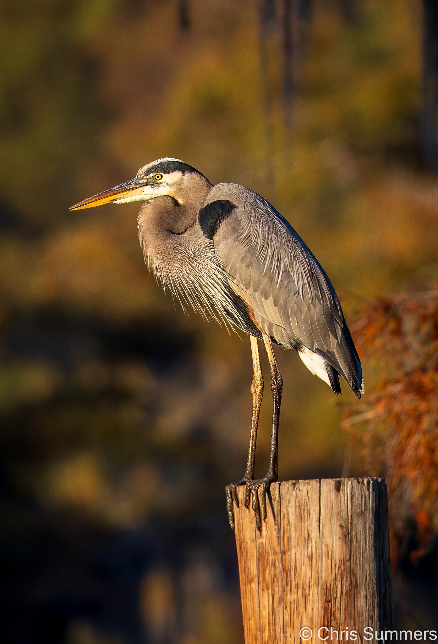 2024-067-291 Caddo Lake trip-2.jpg