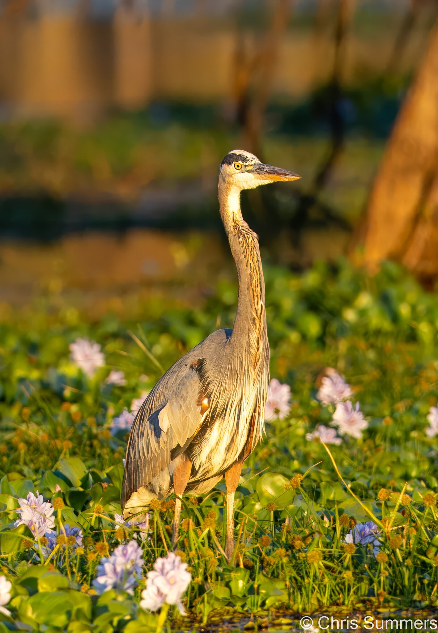 2024-067-666 Caddo Lake trip-2-Edit.jpg