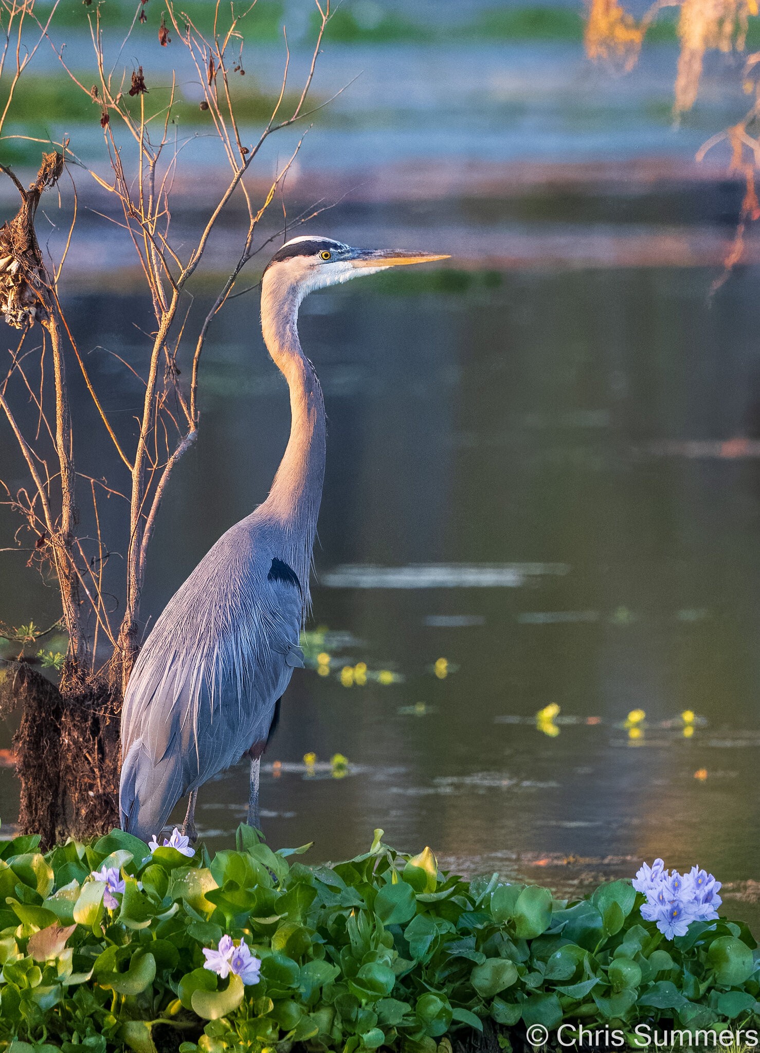 2024-067-700 Caddo Lake trip-2.jpg