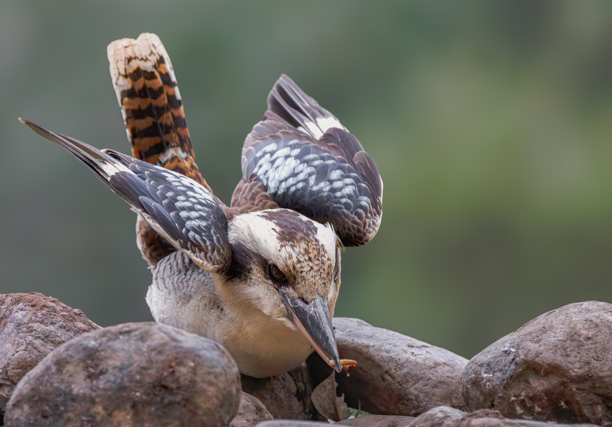 Laughing Kookaburra