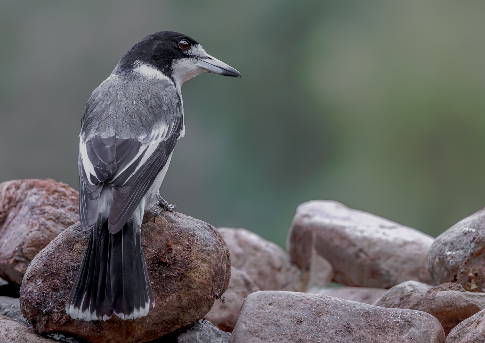 Grey Butcherbird