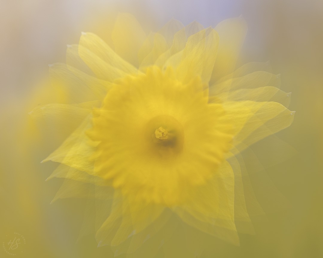 2024_03_27_ME_Daffodils-10098-Edit1080.jpg