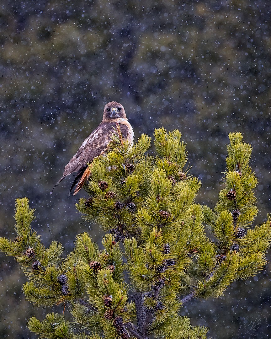 2024_05_01_Yellowstone-10549-Edit1080.jpg