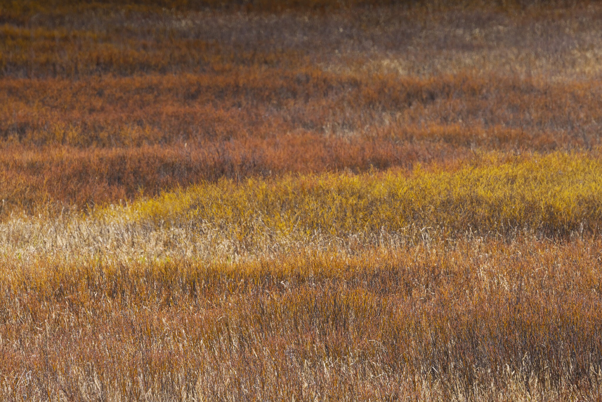 2024_05_03_Yellowstone-10273-Edit1080.jpg