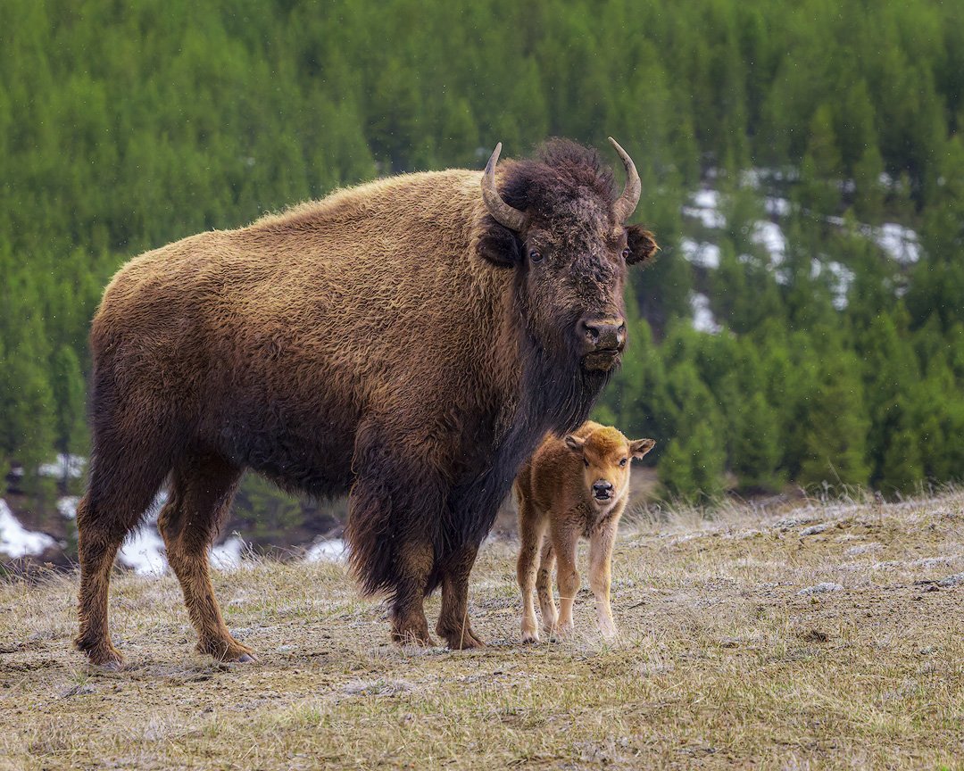 2024_05_08_Yellowstone-10950-CR3-Edit1080.jpg