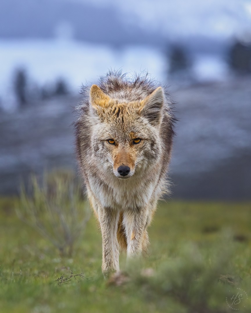 2024_05_09_Yellowstone-11498-Edit1080.jpg