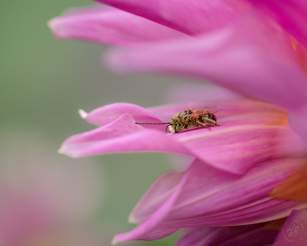 2024_08_18_Dahlias-10005-Edit1080.jpg