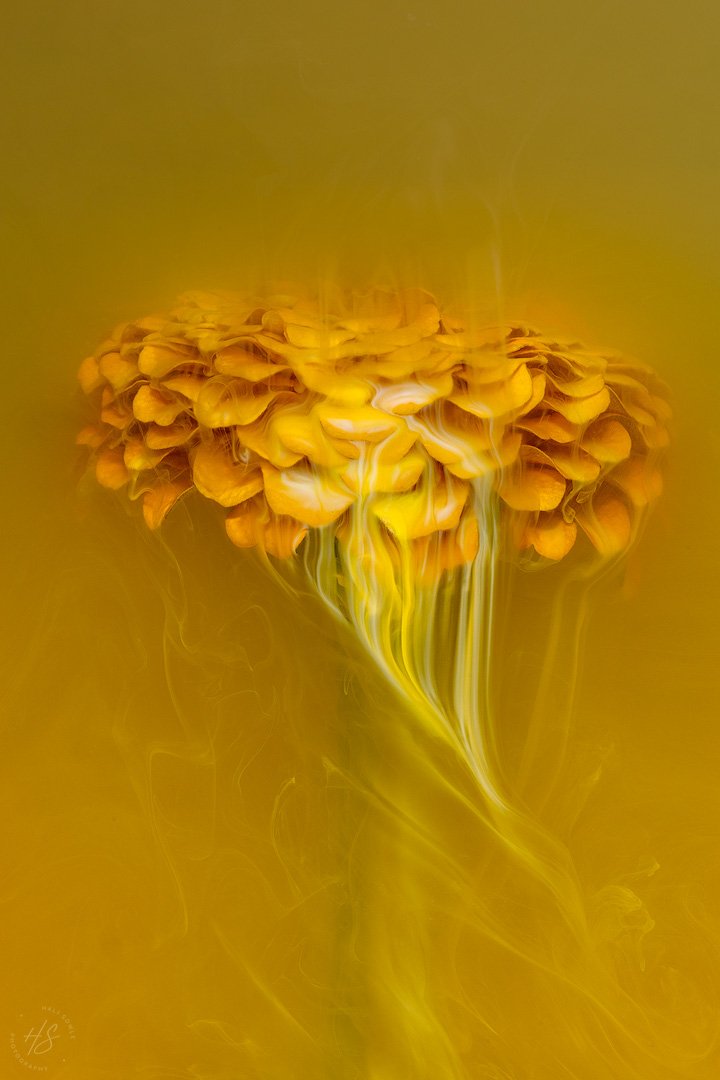 2024_09_02_CallaAndZinnia_immersed-10264-Edit1080.jpg