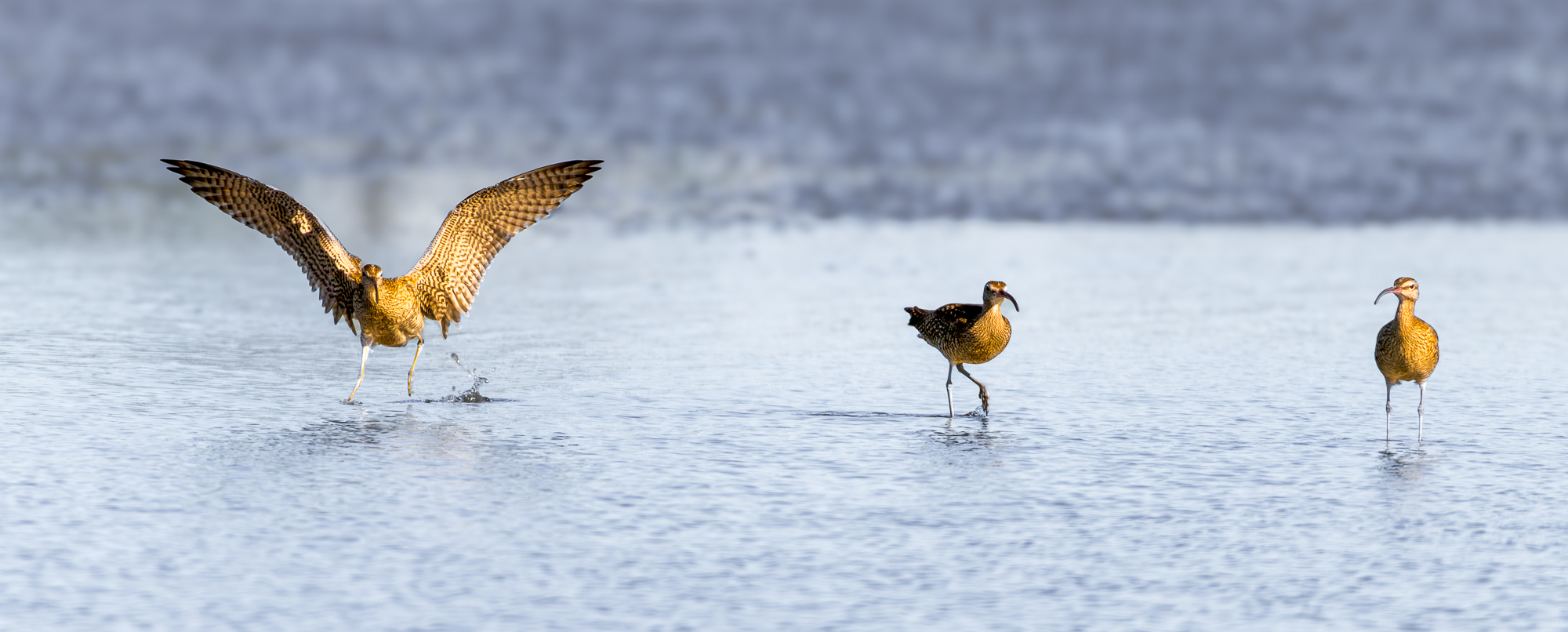 Far Eastern Curlews : Moreton Bay