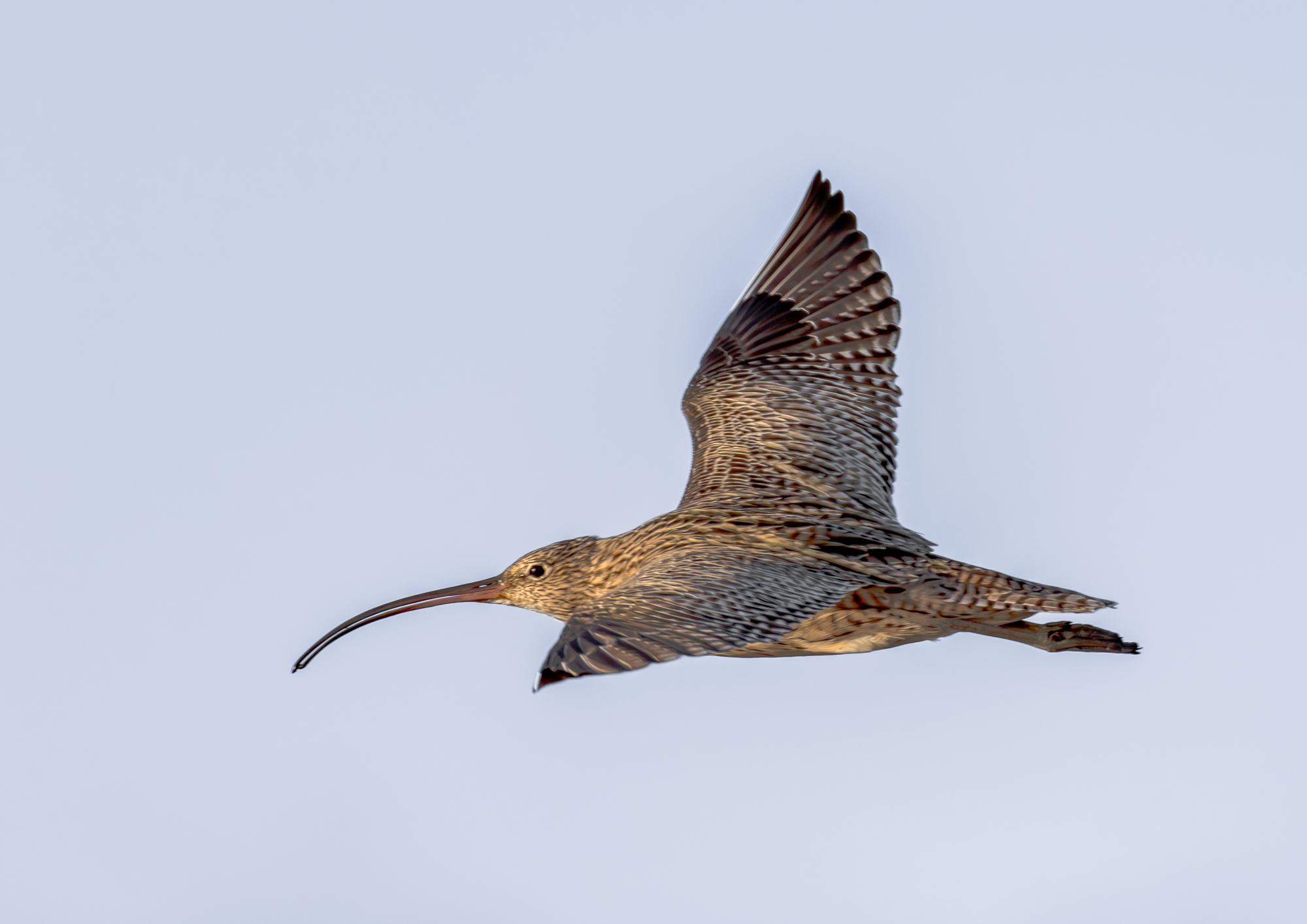 Far Eastern Curlew : Moreton Bay, Brisbane