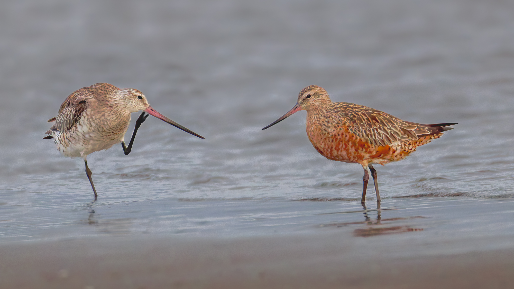 ]Bar-tailed Godwits : Moreton Bay, Brisbane