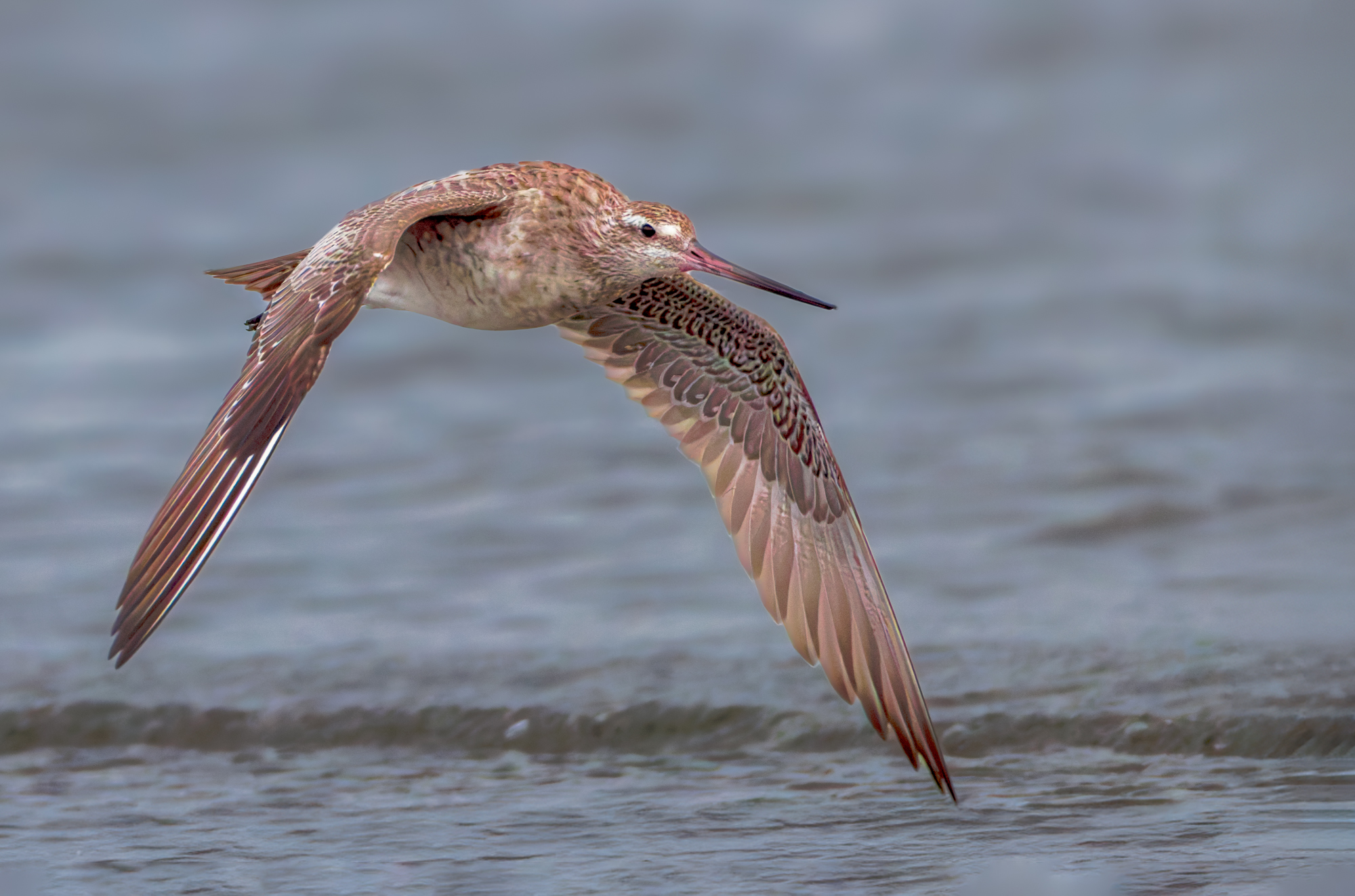 Female Bar-tailed Godwit in Flight