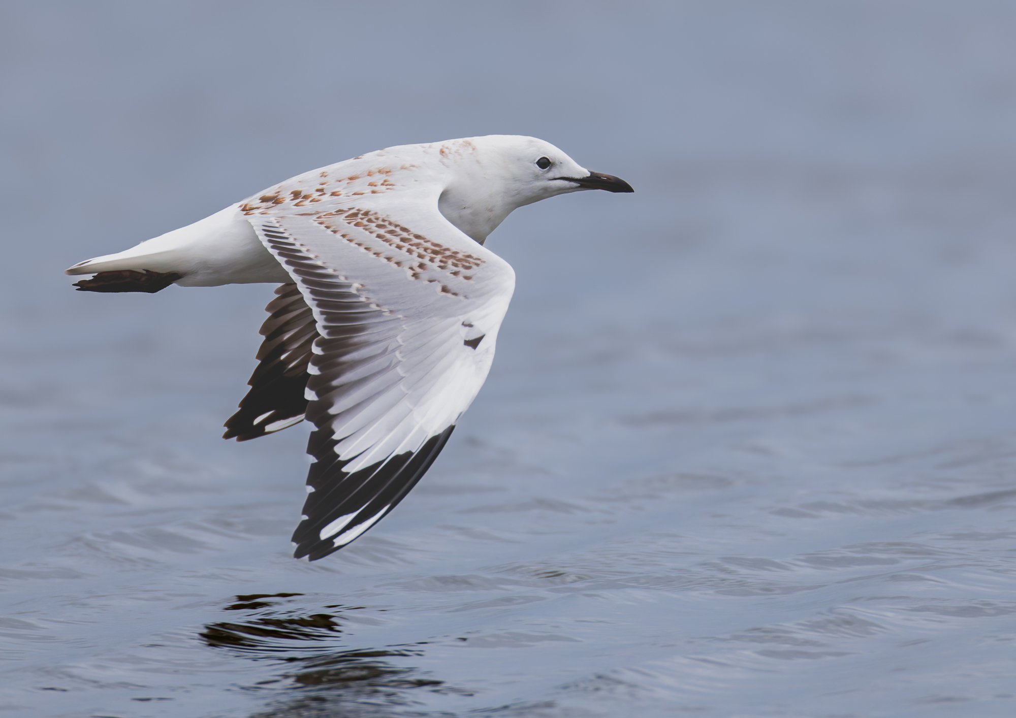 Silver Gull : Moreton Bay, Queensland, Australia