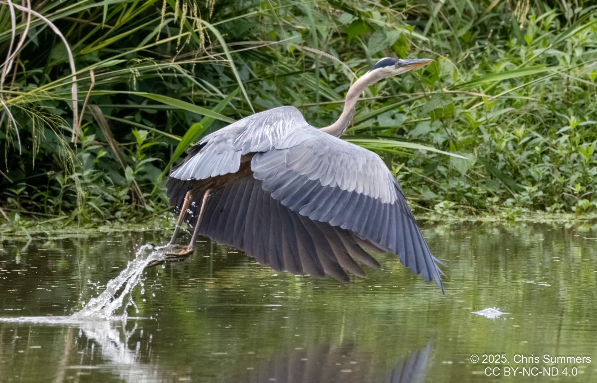 2025-030 013 River Grove Park birds-2.jpg