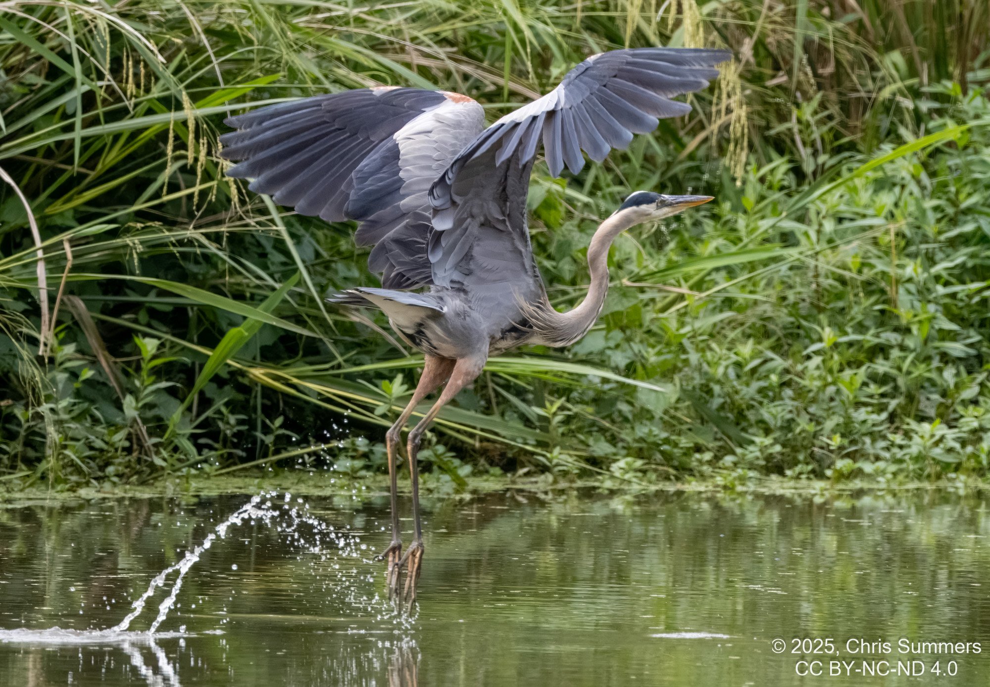 2025-030 016 River Grove Park birds-2.jpg