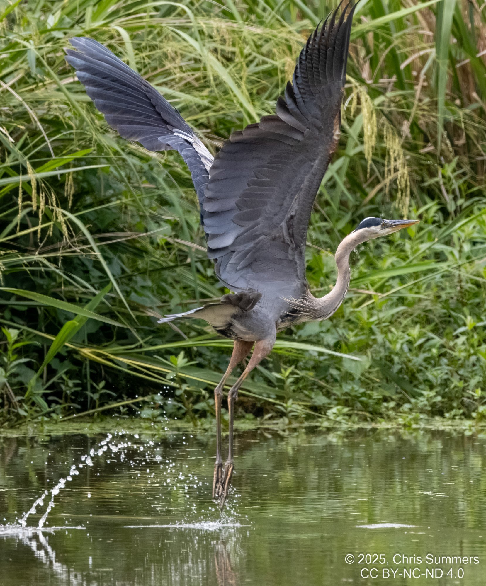 2025-030 017 River Grove Park birds-2.jpg