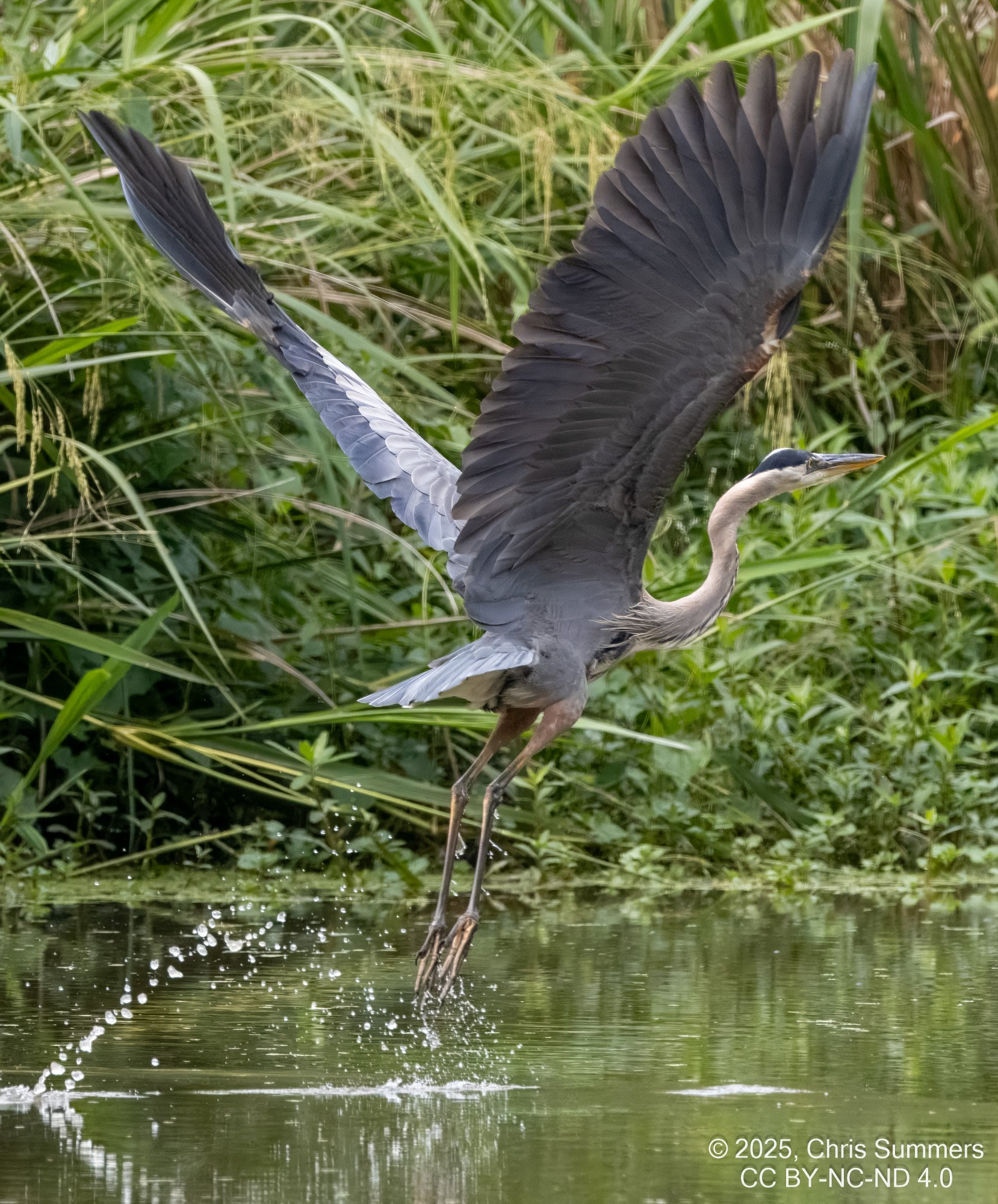2025-030 018 River Grove Park birds-2.jpg