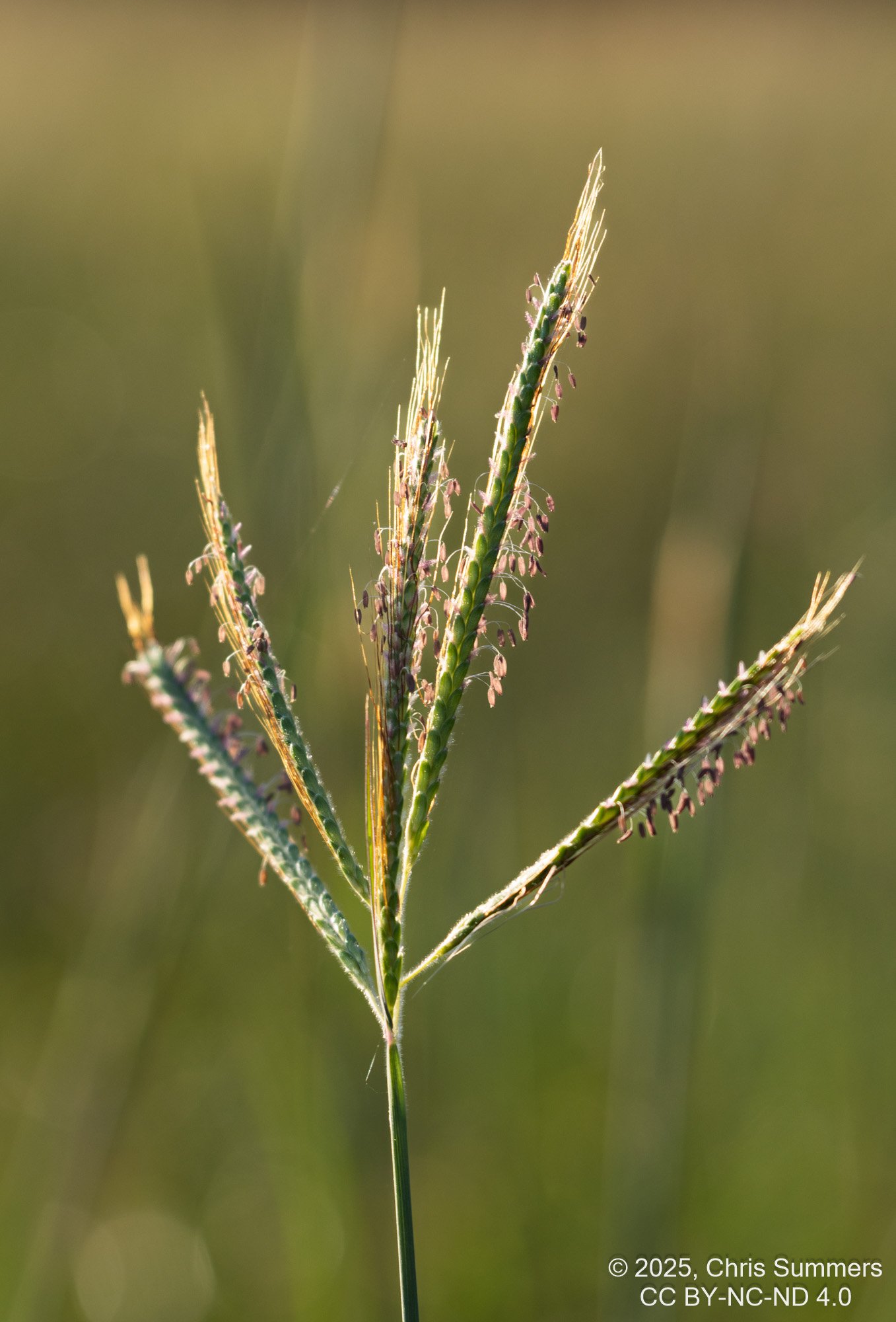 2025-054-008 Kelby Photo Walk.jpg