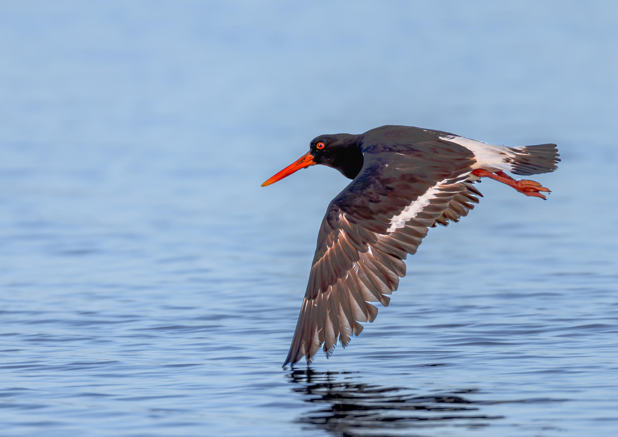 Pied Oystercatcher