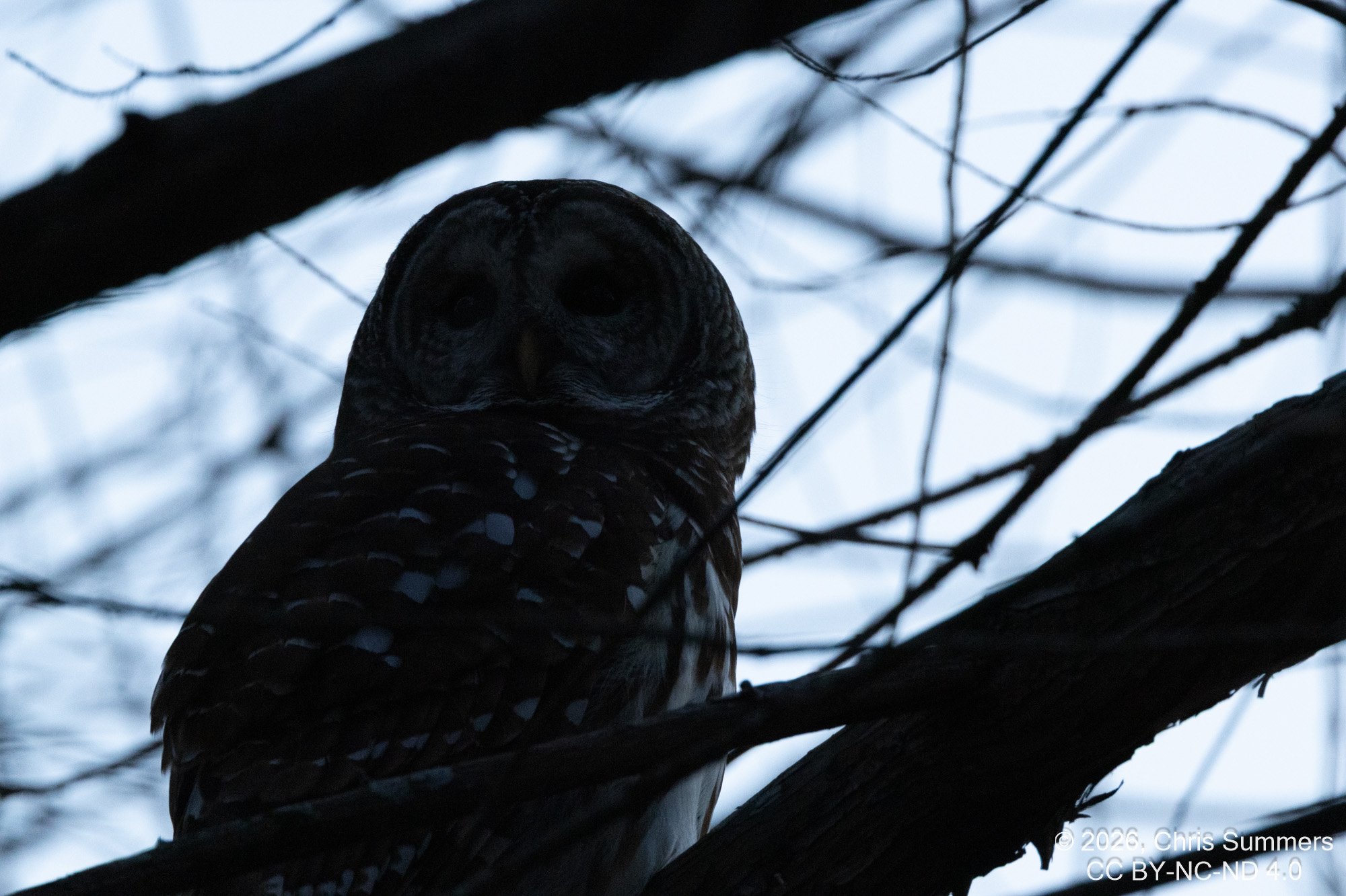 2026-002-118 Winter birds.jpg