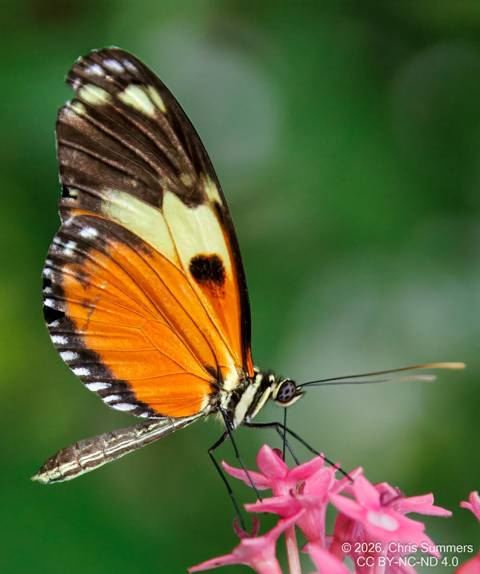 2026-016-006 KWPC Cockrell Butterfly Center trip-2.jpg