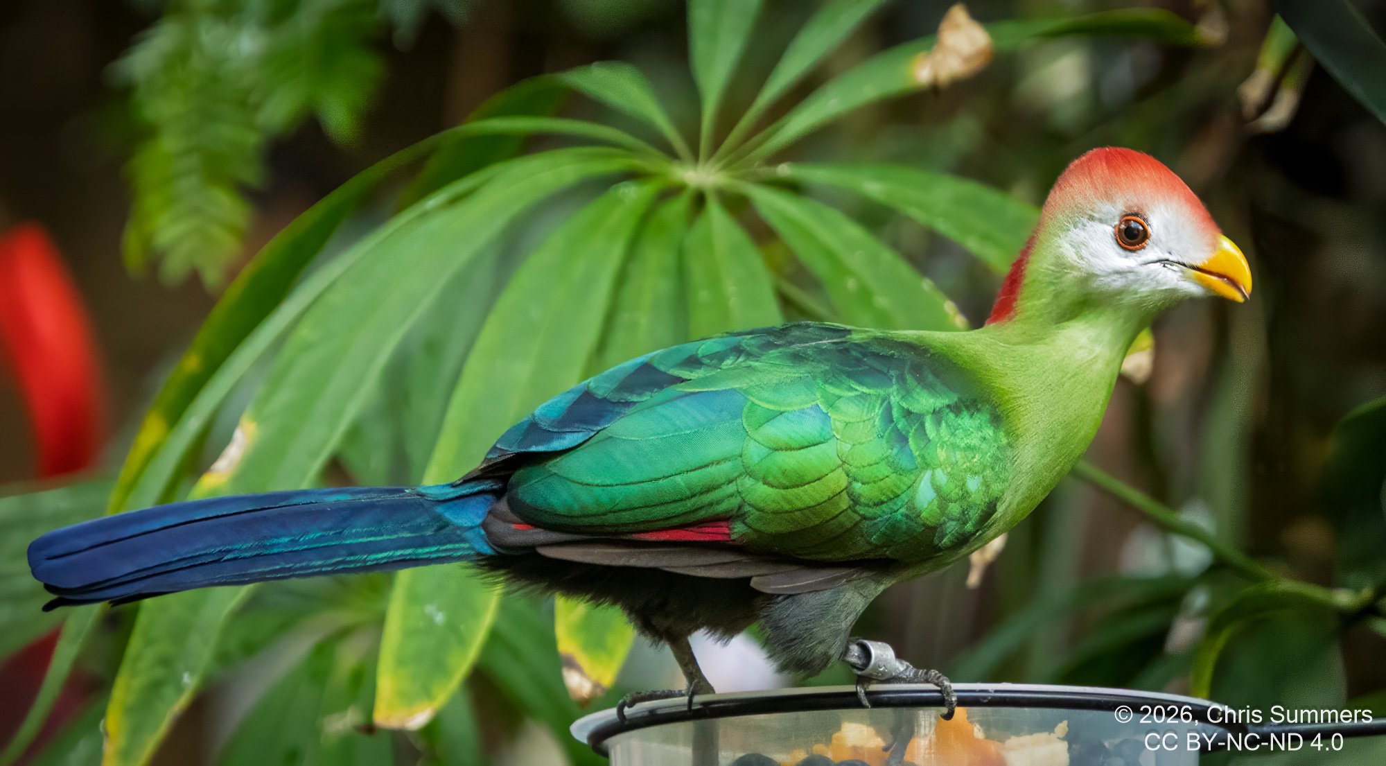 2026-016-040 KWPC Cockrell Butterfly Center trip-Edit.jpg