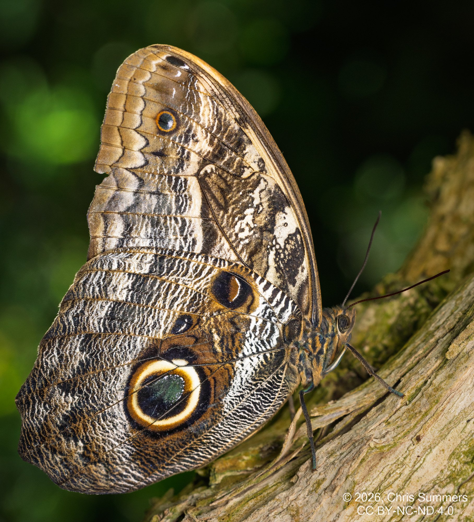 2026-016-100 KWPC Cockrell Butterfly Center trip.jpg