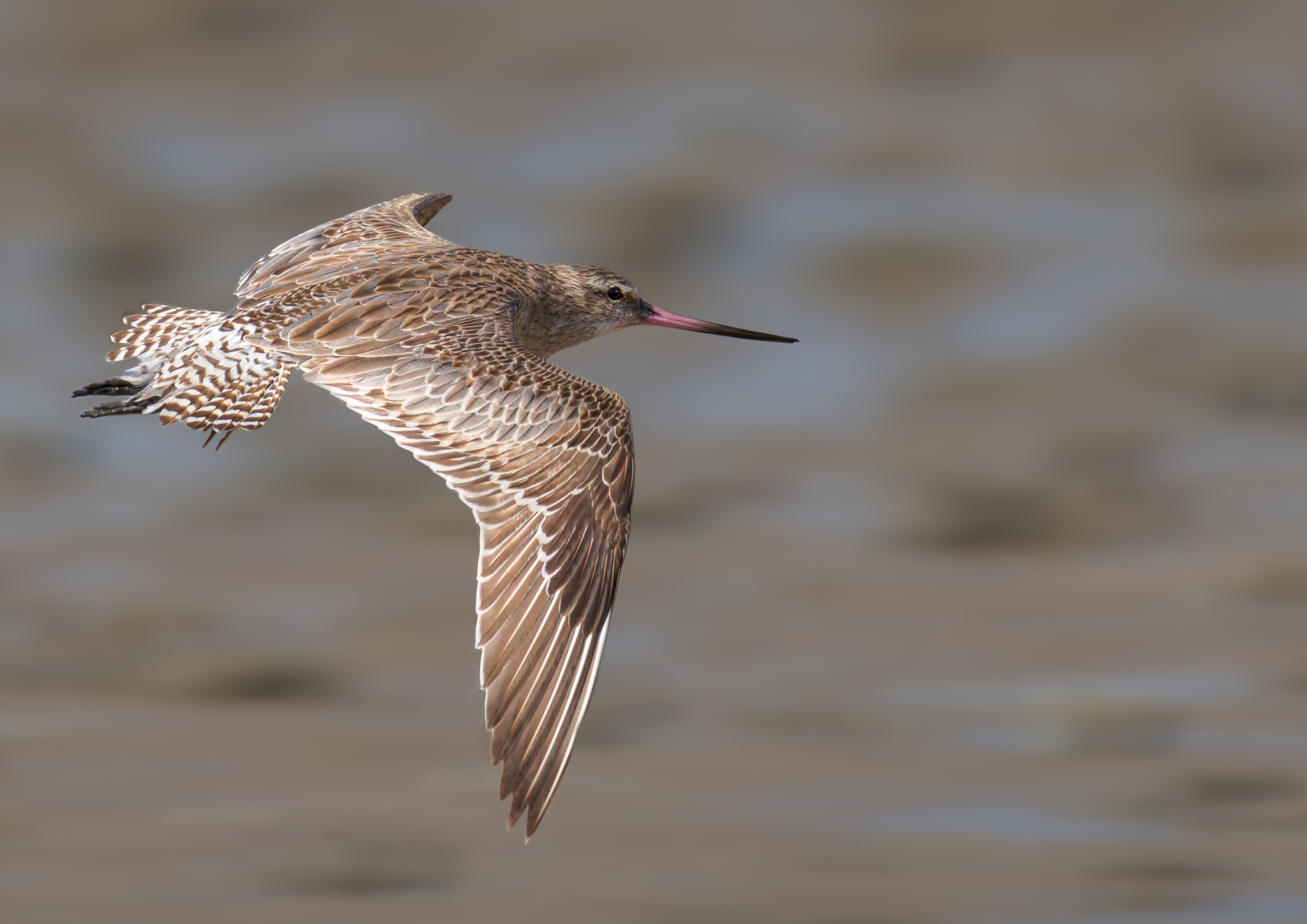 Bar-tailed Godwit: Moreton Bay