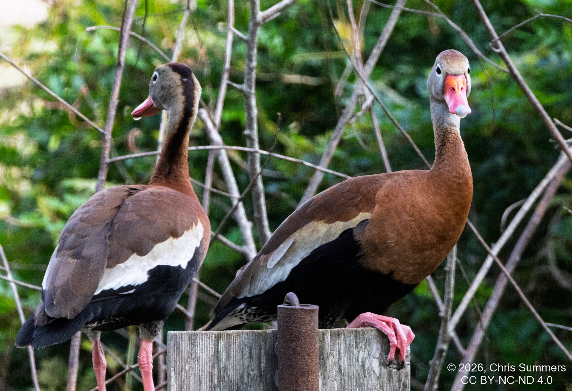 2026-021-097 KWPC Brazos Bend SP.jpg