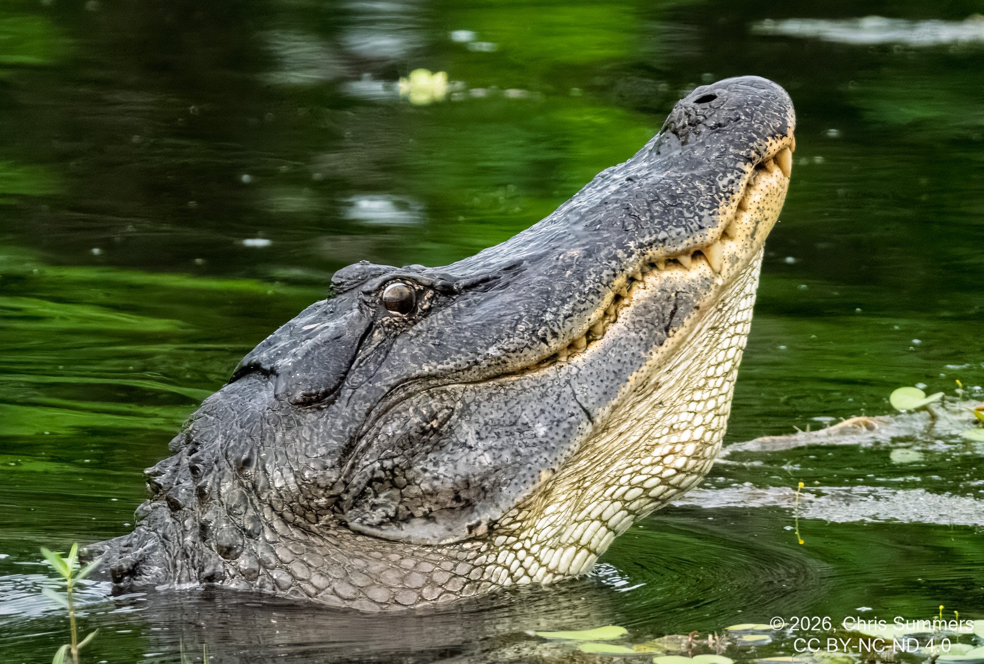 2026-021-123 KWPC Brazos Bend SP.jpg