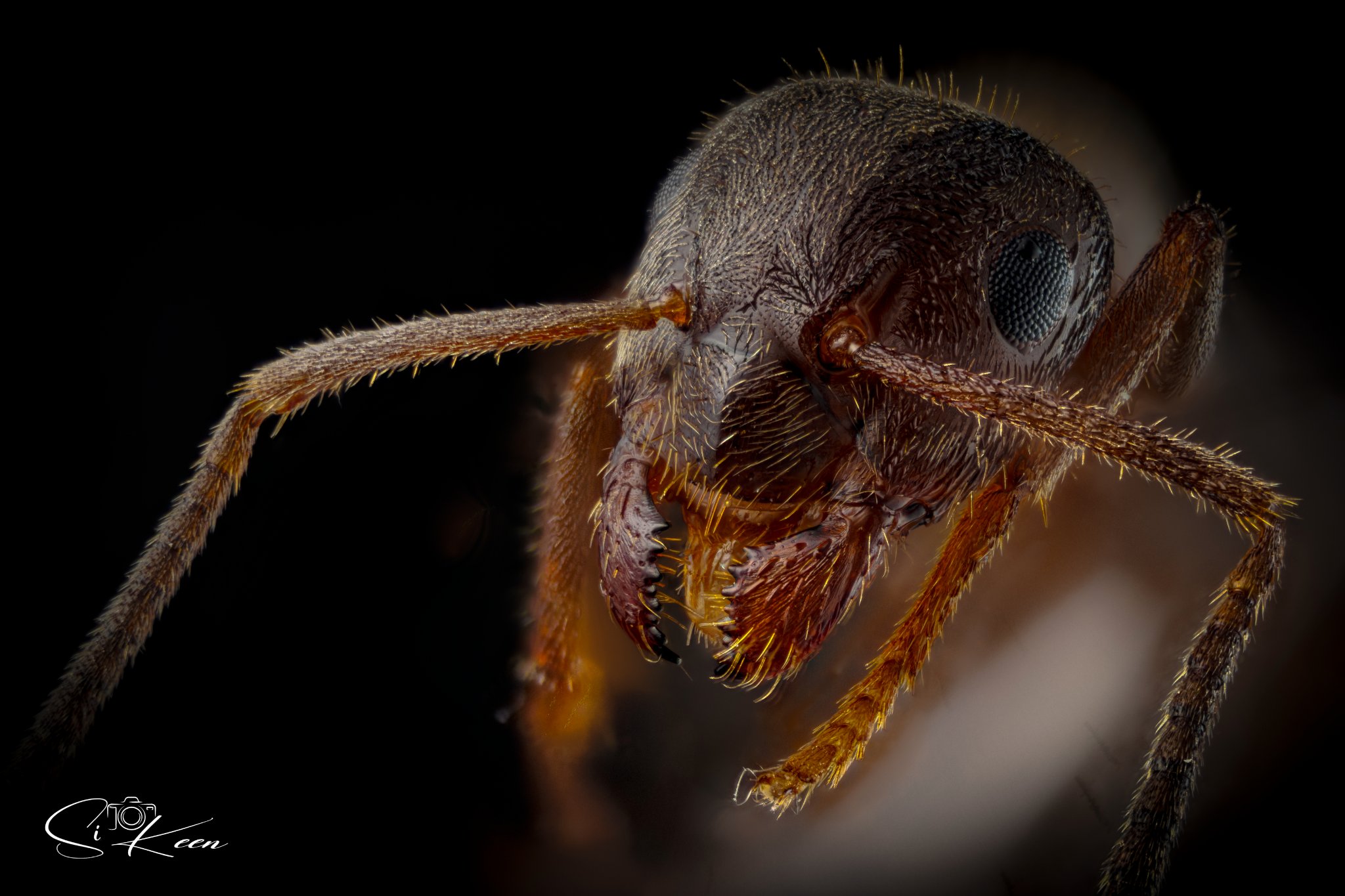 2026-08-02-_Ant_01.jpg