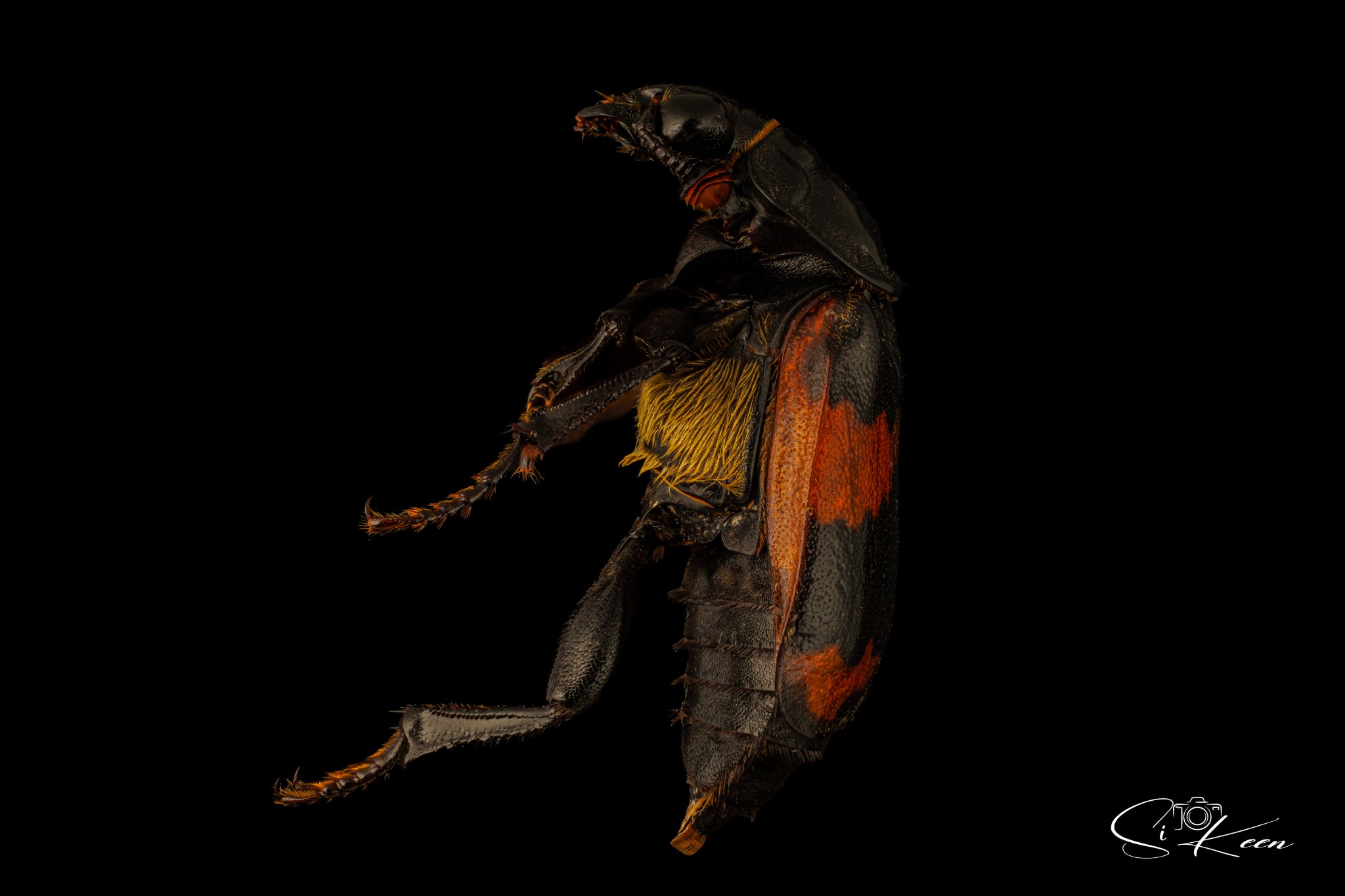 2026_08_17_Black and orange banded Sexton_01_retouched.jpg