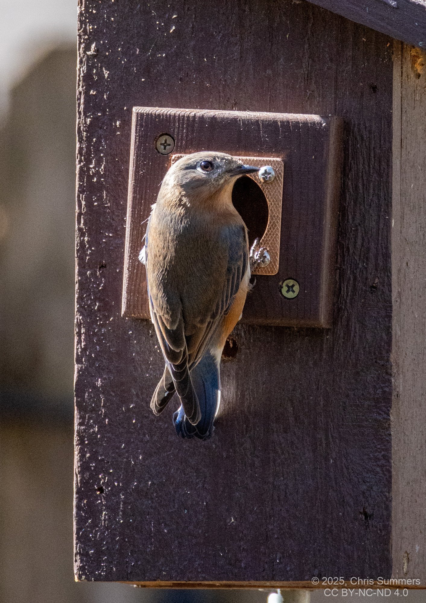 2035-010 014 Backyard birds.jpg