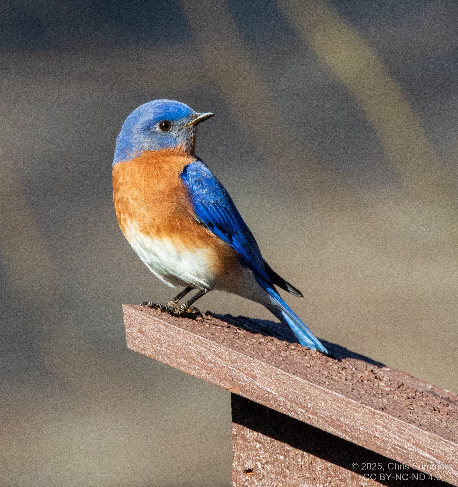 2035-010 016 Backyard birds-2.jpg