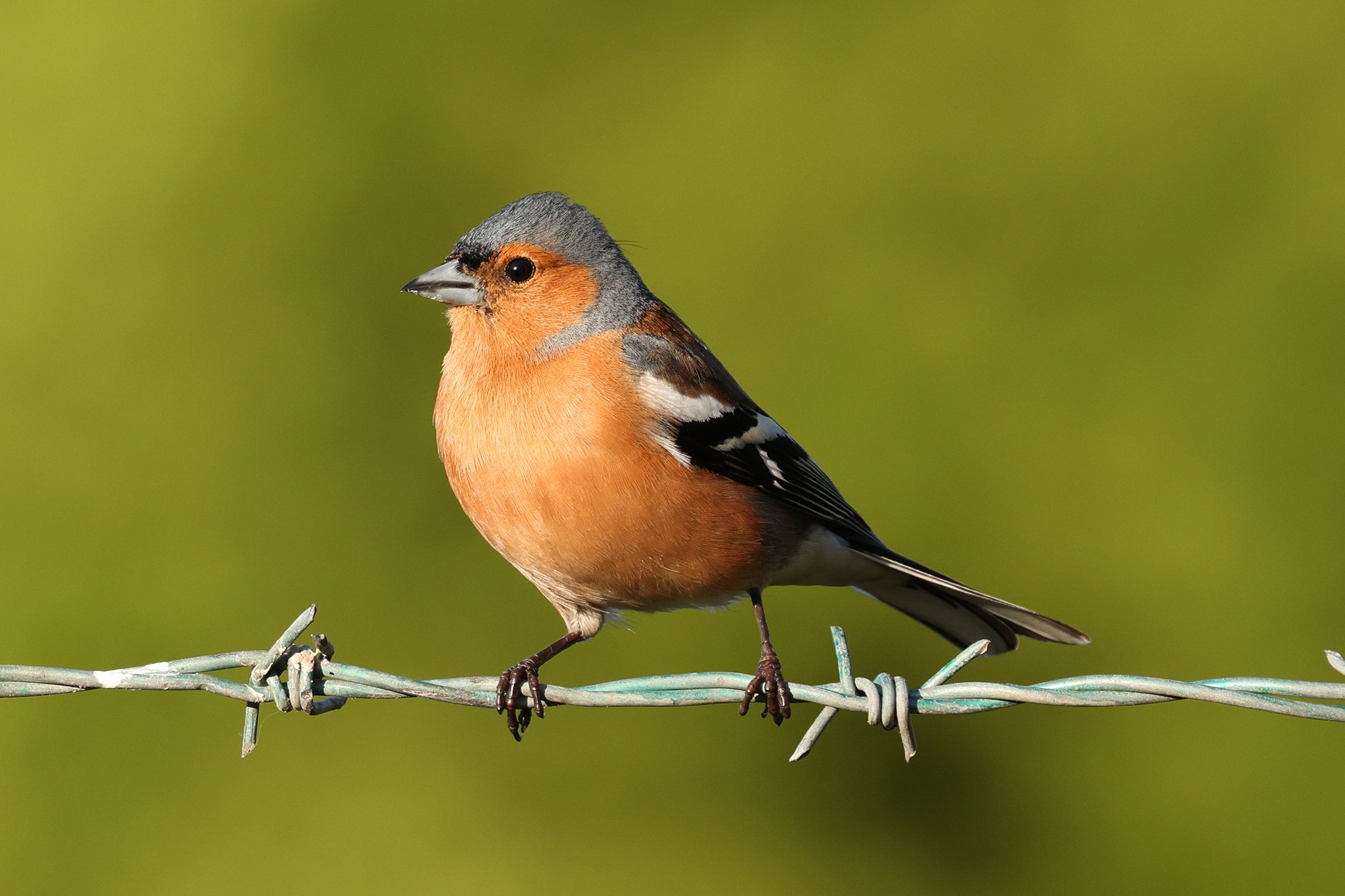 483A8314-Chaffinch-2-2048px.jpg