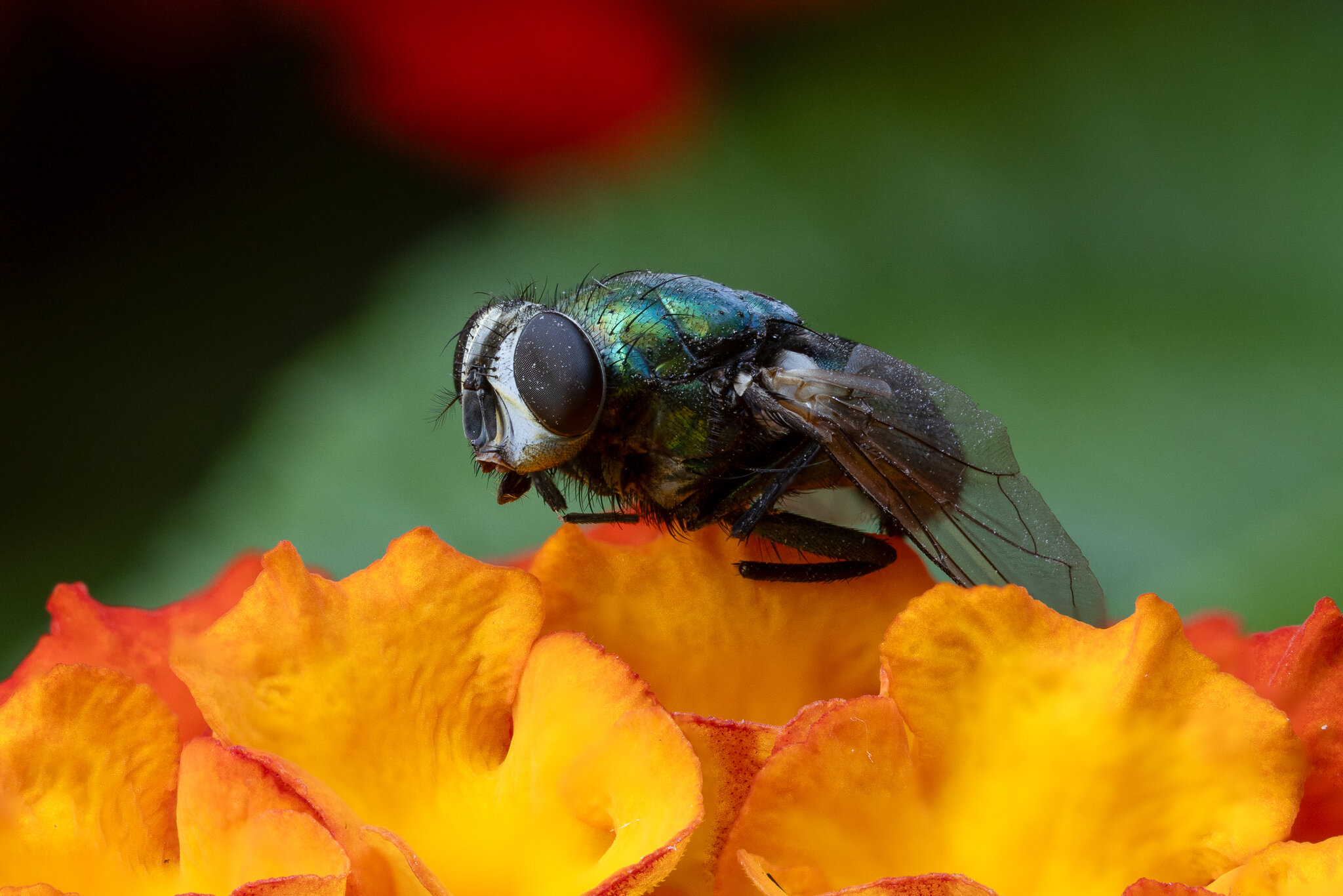 4P9A7332-Edit.jpg