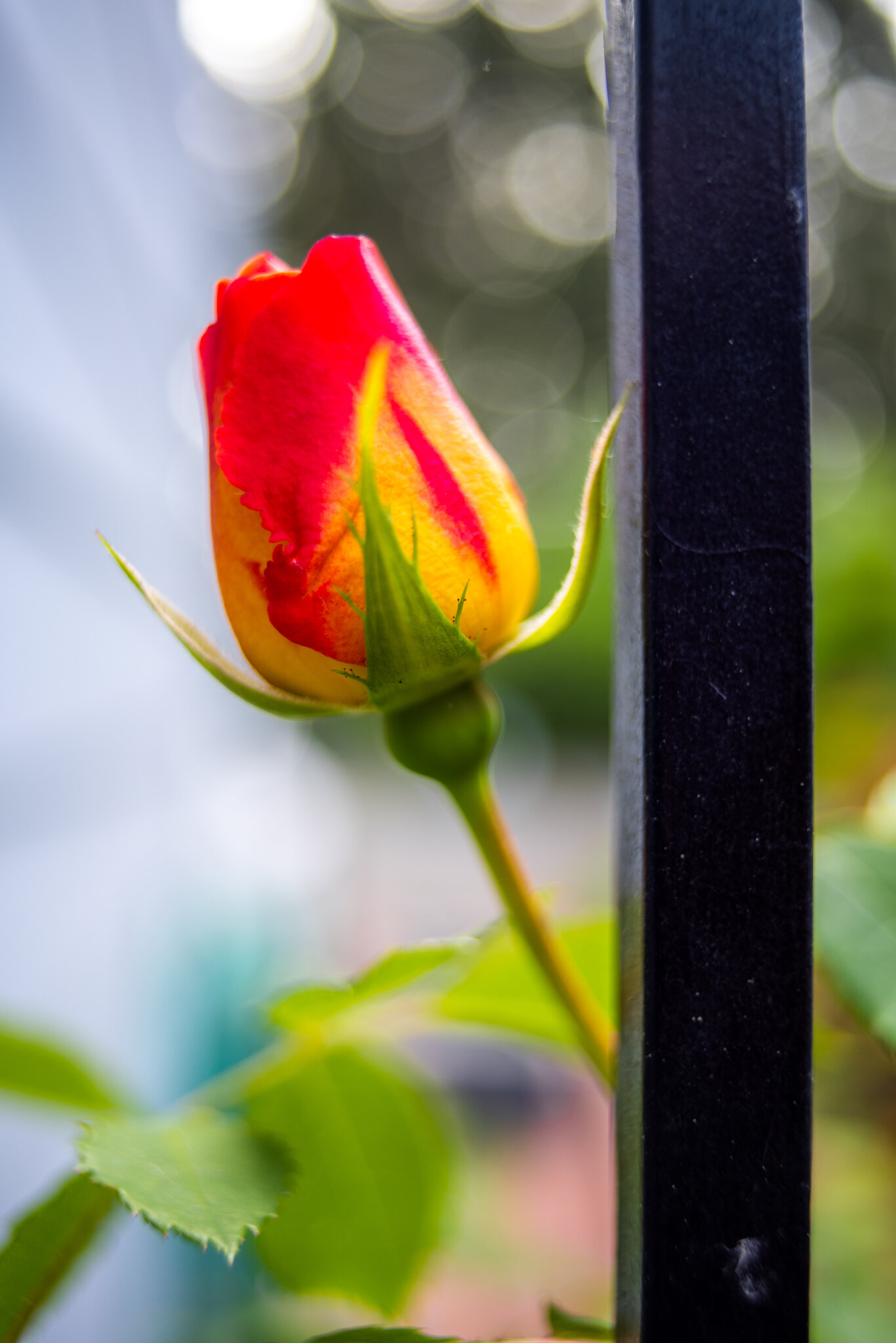 4P9A9817.jpg