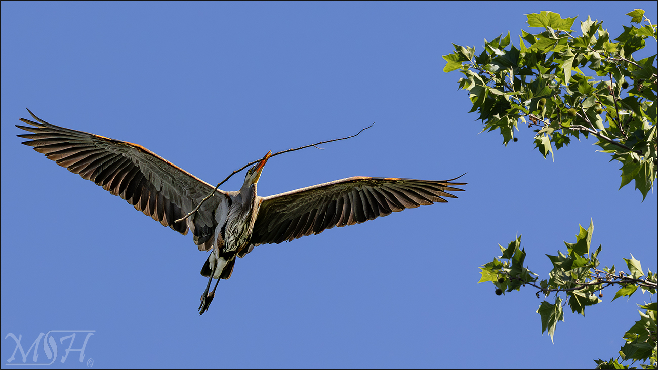 53235 Nesting Great White Heron II.jpg