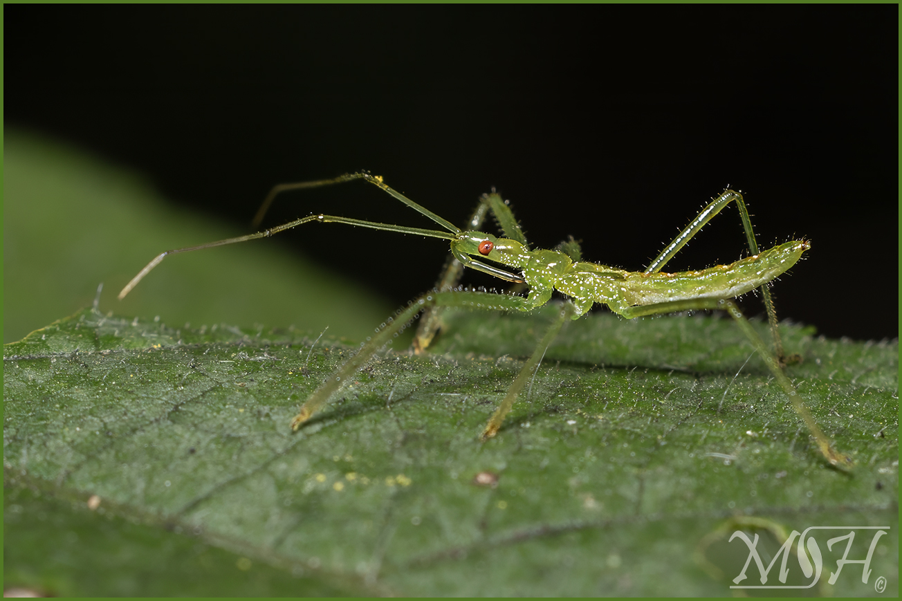 56076_Pale Green Assassin.jpg